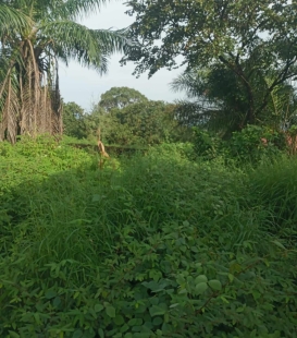 Vente de Terrain avec Maison à Boké 400 Bâtiment