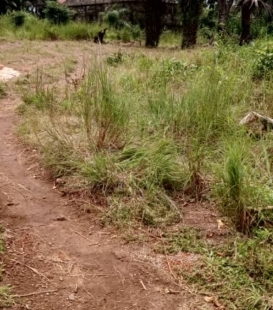 sabaimmo.com vous propose 1 parcelle bien placée, terrain plat en vente à coyah kouyéya. documents disponibles et prix à discuter